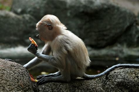 monkey bekantan ape  photo  pixabay pixabay