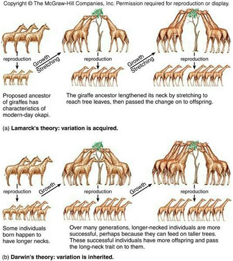 Pin By Francisco Zahid On Evolucion Theory Of Evolution Biology