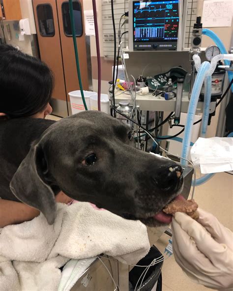 VCA... - VCA Family and Oahu Veterinary Specialty Center