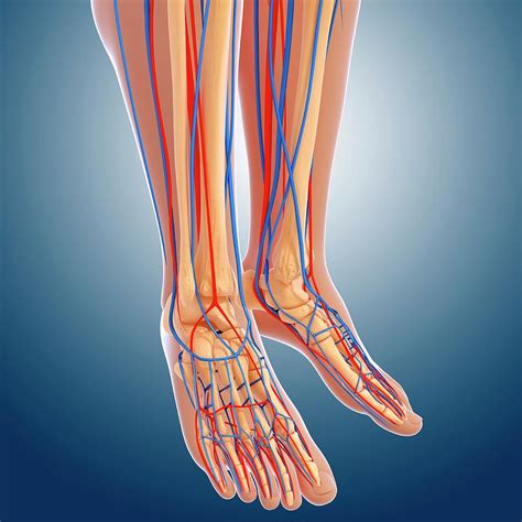 leg anatomy photograph  pixologicstudioscience photo library