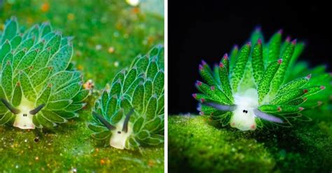 17 фотодоказательств того, что инопланетяне уже прилетели на Землю ...