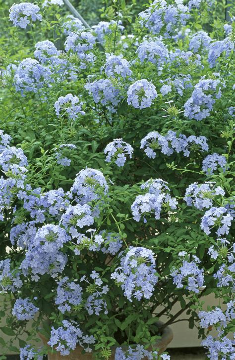 Week 28 - Plumbago auriculata | Plants, Garden, Herbs