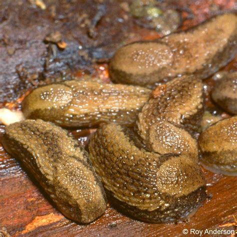 arion hortensis group arion owenii terrestrial mollusk tool