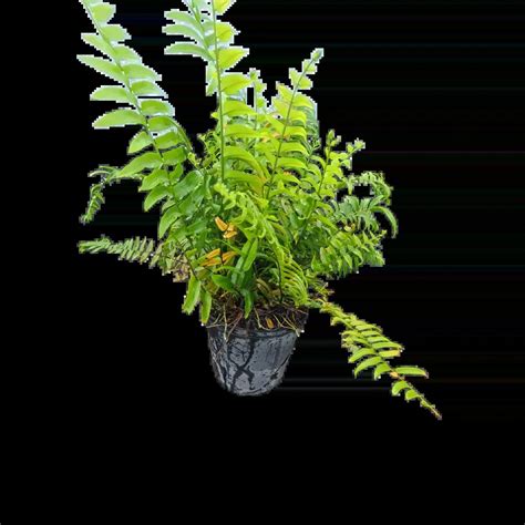 Giant Sword Fern, Macho Fern – Nephrolepis biserrata ‘Macho’ Plants for