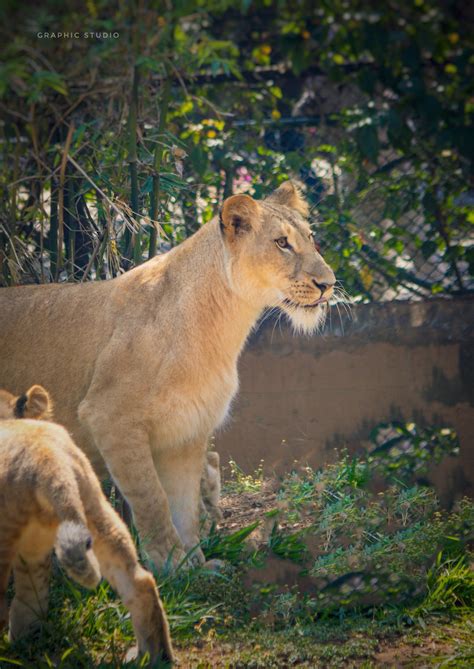 "Nature’s silence speaks volumes in photographs." | Zoo animals