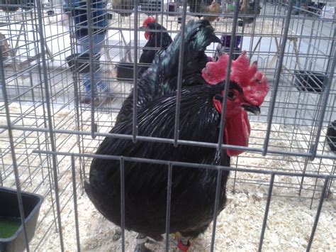 Black Australorp Backyard Chickens Learn How To Raise Chickens