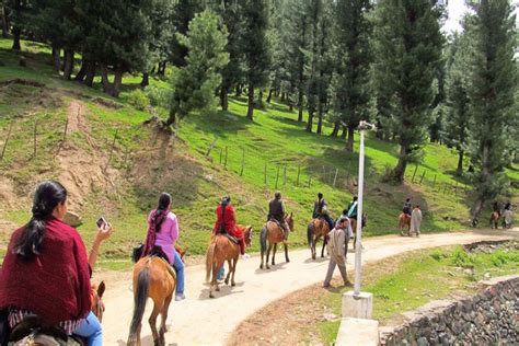 Pony Ride In Kashmir Tripmore