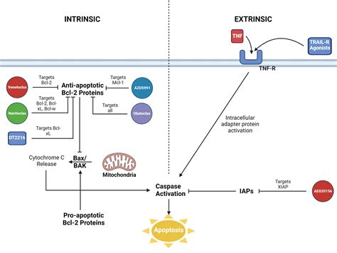 Frontiers Bcl Inhibition In The Treatment Of Hematologic Malignancies