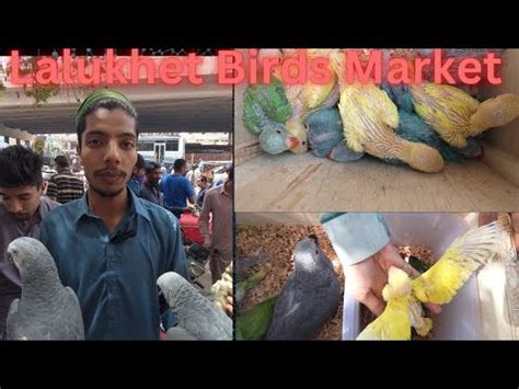 Lalukhet Birds Market Latest Update Of Exotic Parrot Baby Price 31