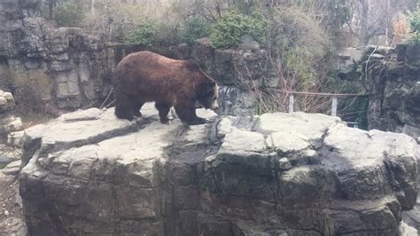 Grizzly Bears At The Central Park Zoo In New York City Youtube