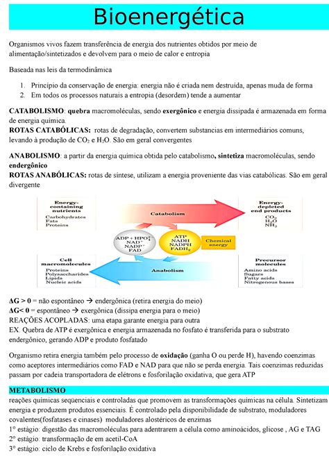 A Bioenergética Corresponde Ao Estudo Das Transduções Energéticas - MAPA MENTAL SOBRE BIOENERGÉTICA - Maps4Study