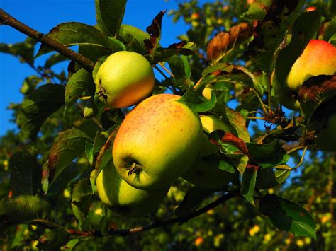 Äpfel Apfelbaum Obst Kostenloses Foto auf Pixabay