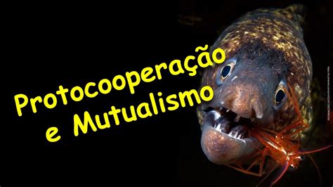 Diferença Entre Mutualismo E Protocooperação - Protocooperação e Mutualismo. - YouTube