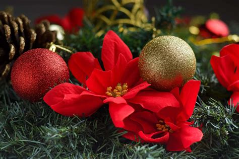 Perfect Christmas Flowers: How to Choose & Gift Them