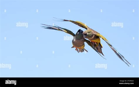 Two Burrowing parakeets playing in flight Stock Photo - Alamy