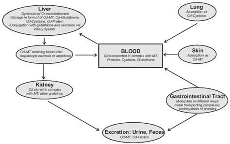 Metabolism Storage And Excretion Of Cadmium In The Human Body 57