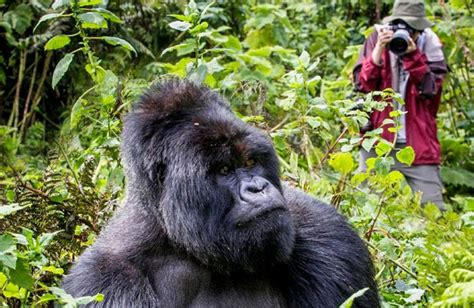 How To Prepare For Gorilla Trekking In Uganda Saso Gorilla Safaris Uganda