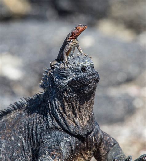 Marine Iguana And Lava Lizard Lopez Island Library