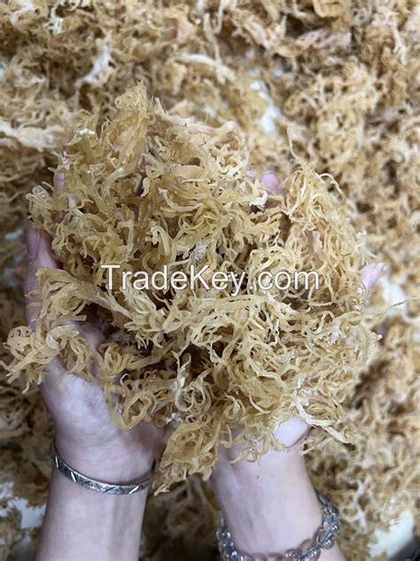 Premium New Dry Real Sea Moss Vietnam Golden Sea Moss High Quality Ms