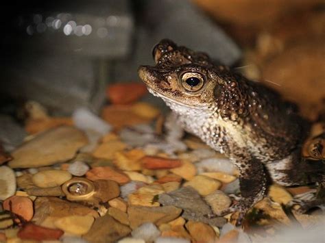 Puerto Rican Crested Toad Conservation Amphibians Puerto Ricans Animals