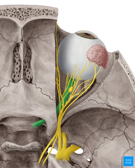 Nervo óptico CN II Anatomia trajeto e histologia Kenhub