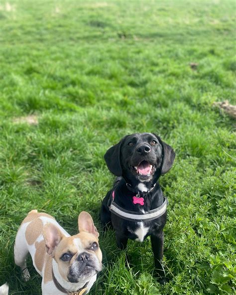 How to support Harefield Dogs Trust Uxbridge animal care 14