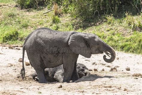 Herd of African Bush Elephants Stock Photo - Image of pack, flock ...