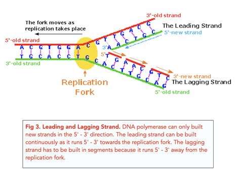 DNA Replication A Level Biology Study Mind