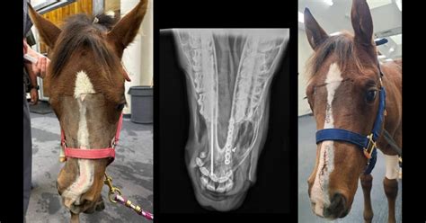 bog spavin  bone spavin equine hock headaches