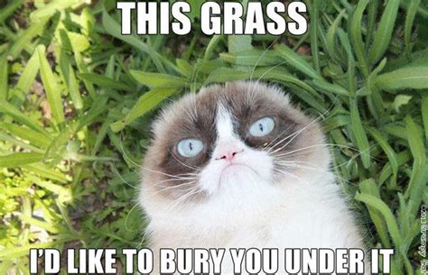 The 50 Funniest Grumpy Cat Memes Grumpy Cat Meme Grumpy Cat Humor Funny Grumpy Cat Memes