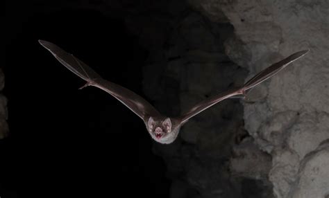 For Vampire Bats to Live on Blood, It Takes Guts - The New York Times