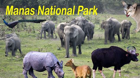 Manas National Park Unesco World Heritage Site Tiger Reserve