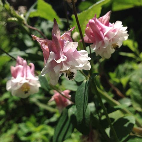 London Street in bloom | London Street