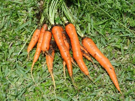 Four Carrots Are Laying On The Grass And Ready To Be Picked From The Ground