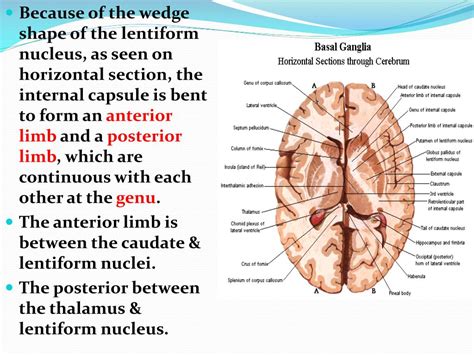 internal capsule powerpoint    id
