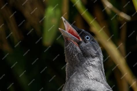 el pico de  pajaro foto premium