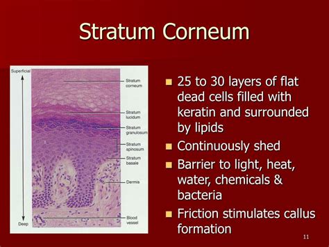 Ppt Chapter 5 The Integumentary System Powerpoint Presentation Id