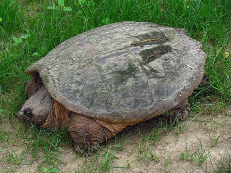 Common snapping turtle - Wikipedia