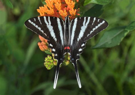 Zebra Swallowtail (Eurytides marcellus) | North American Butterfly