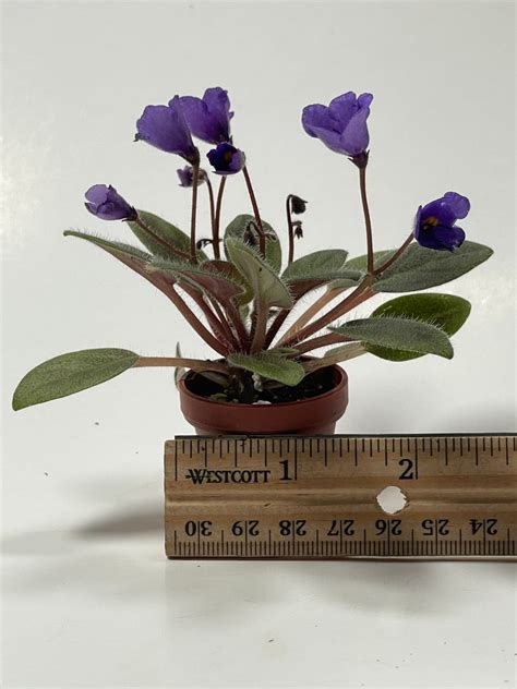 Micro Mini African Violet Vallarta Campanas Moradas Etsy