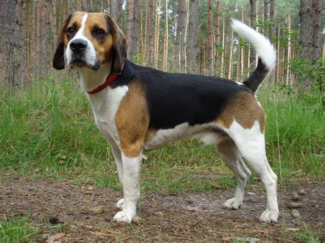 Beagle-harrier - Wikipedia Bahasa Melayu, ensiklopedia bebas
