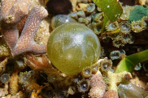 What is This Bubble Algae in My Saltwater Fish Tank? - Seatech Aquariums