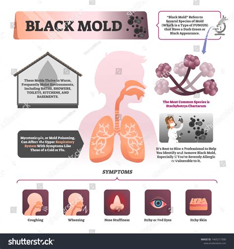 mold in the home symptoms 12
