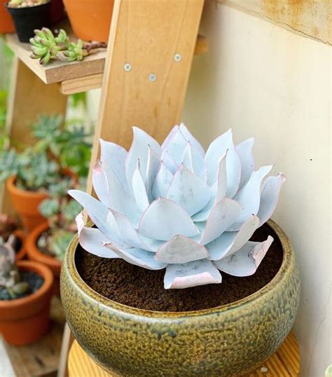 How To Grow And Decorate Your Home With White Succulents