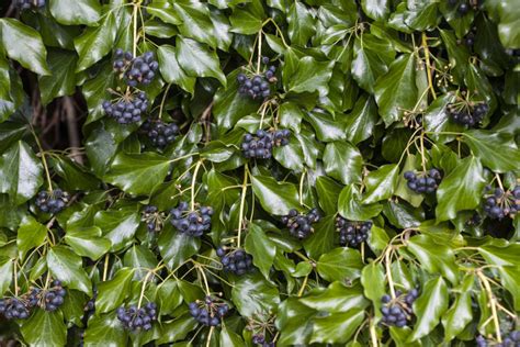 efeu steckbrief alle fakten auf einen blick