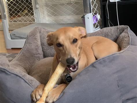 My lil American Village Dog from Jamaica! She loves carrying things