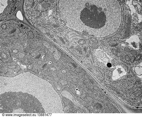 Arabidopsis Root Tip Cells Tem Arabidopsis Root Tip Cells Tem