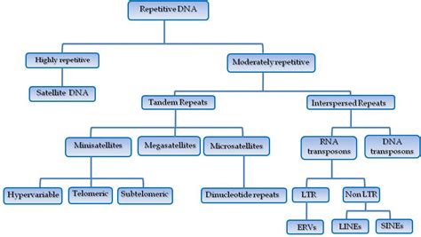 Repetitive Dna A Tool To Explore Animal Genomestranscriptomes