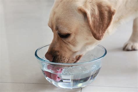 Zeitgenössisch Wie Porter was macht man wenn ein hund durchfall hat