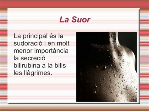 L Aparell Excretor Ppt